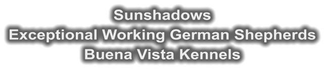 Sunshadows Exceptional Working German Shepherds Buena Vista Kennels